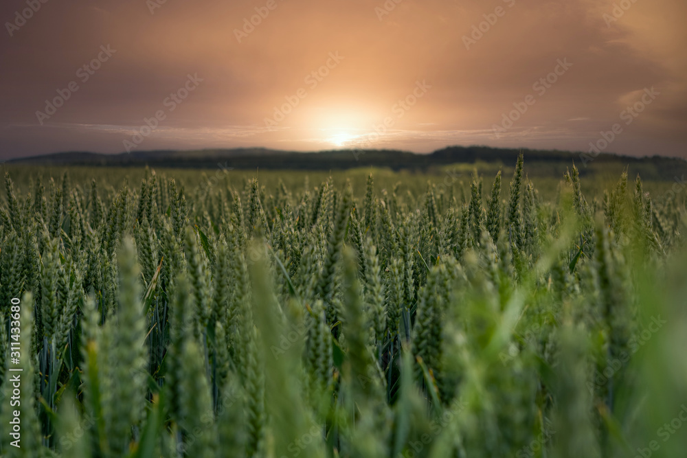 a green cornfield in the idyllic sunset