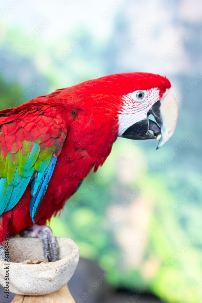 Obraz premium Portrait of colorful Scarlet Macaw parrot