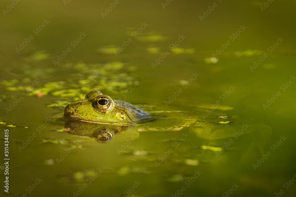 Fototapeta premium March frog in the natural environment, water tide, close up, Pelophylax ridibundus