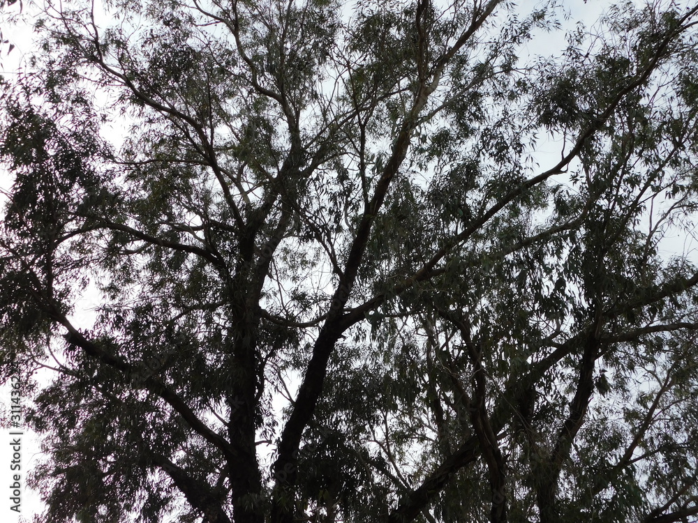 Picture of a large and beautiful caliphos tree Picture of a large and beautiful caliphos tree