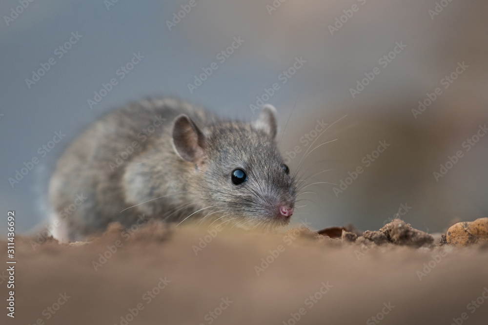 Norwya rat in the natural environment, close up, city park, detail, wildlife, ecology, Rattus norvegicus, Europe Norwya rat in the natural environment, close up, city park, detail, wildlife, ecology, Rattus norvegicus, Europe