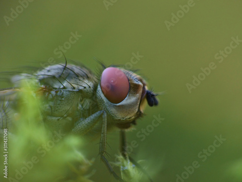 Housefly Macro Close Up © jordan