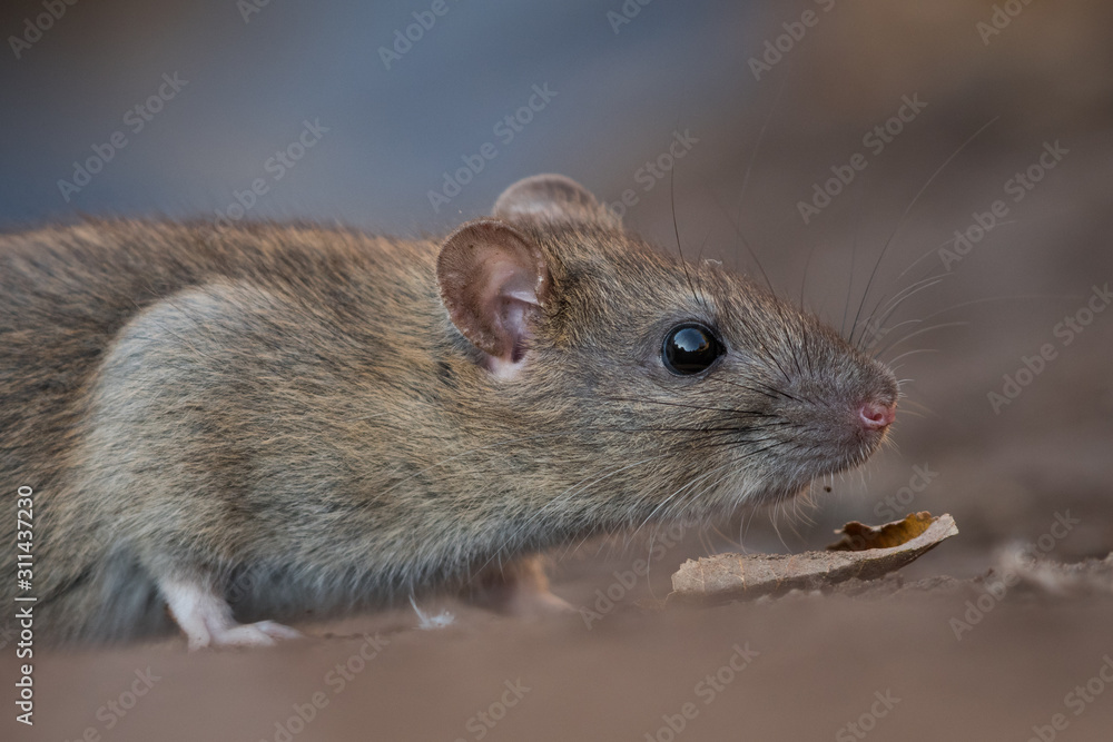 Norwya rat in the natural environment, close up, city park, detail, wildlife, ecology, Rattus norvegicus, Europe Norwya rat in the natural environment, close up, city park, detail, wildlife, ecology, Rattus norvegicus, Europe