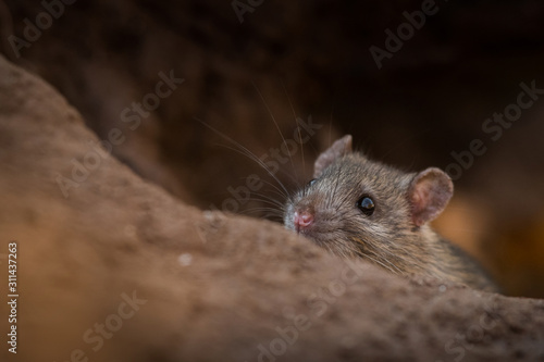 Norwya rat in the natural environment, close up, city park, detail, wildlife, ecology, Rattus norvegicus, Europe