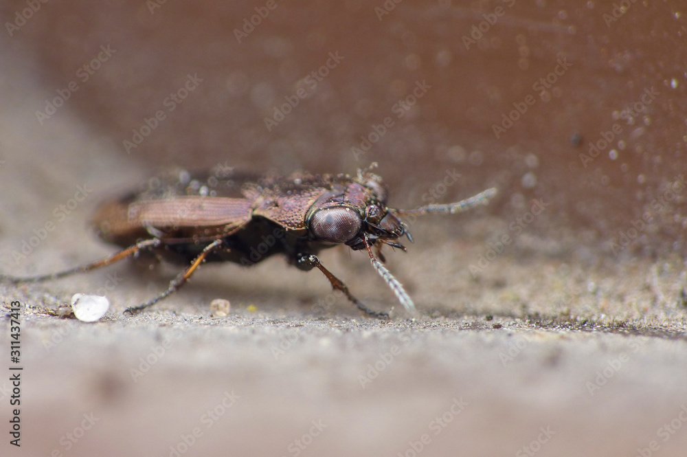 Ground Beetle Ground Beetle