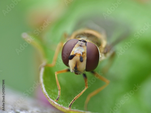 Close Up Macro Hoverfly