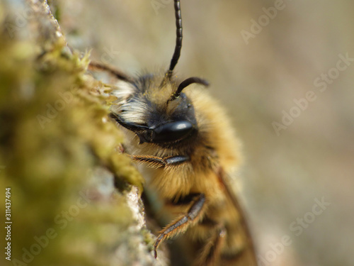 Bee - Macro - UK