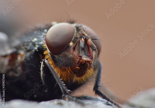 Housefly Macro Close Up