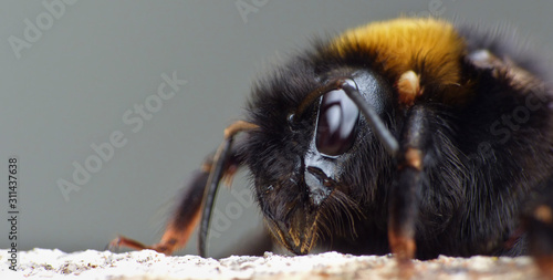Bee Eating Raw Honey