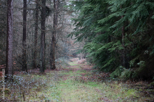 Forest road in wild nature background high quality fifty megapixels prints dorsten rhade photo