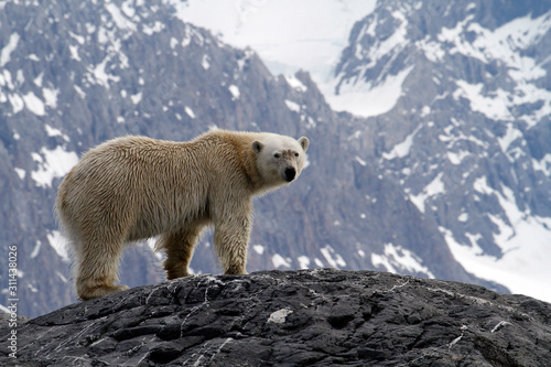 Photos polar bear in spitsbergen