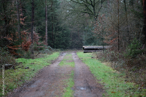 Forest road in wild nature background high quality fifty megapixels prints dorsten rhade photo