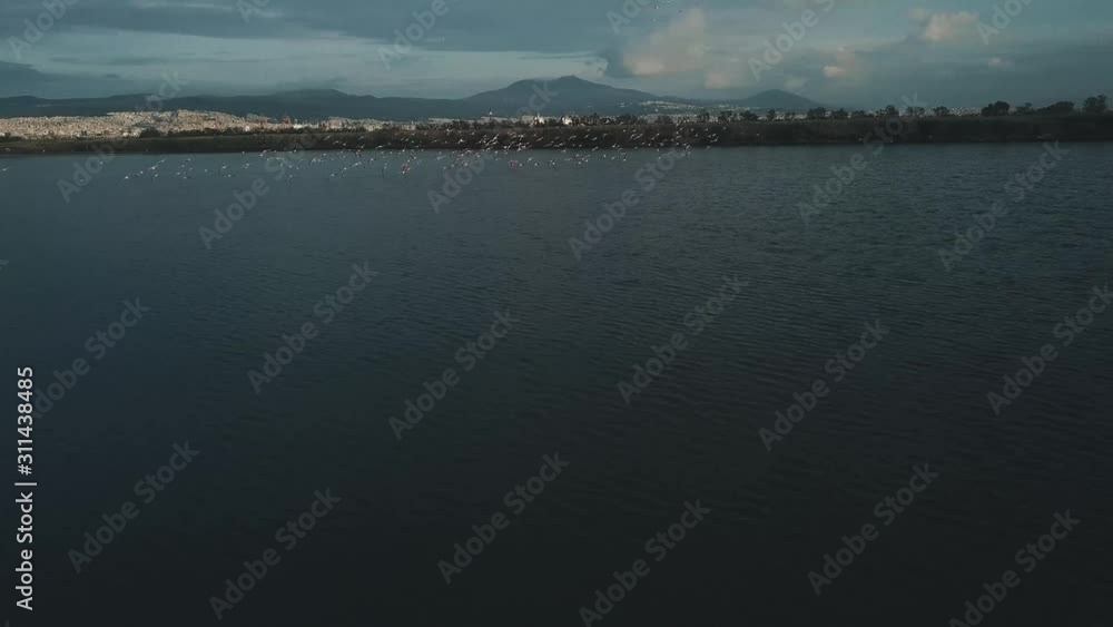 Areial Tracking Shot Flock of Pink Flamingos Flying Close to the Drone Areial Tracking Shot Flock of Pink Flamingos Flying Close to the Drone
