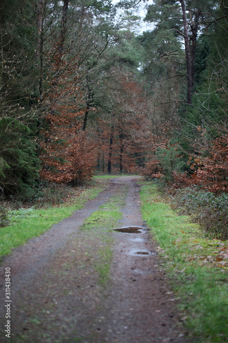 Forest road in wild nature background high quality fifty megapixels prints dorsten rhade photo