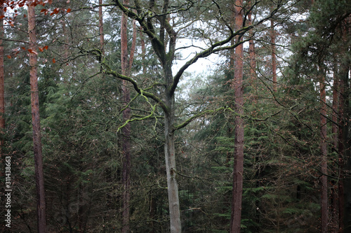 Forest road in wild nature background high quality fifty megapixels prints dorsten rhade photo