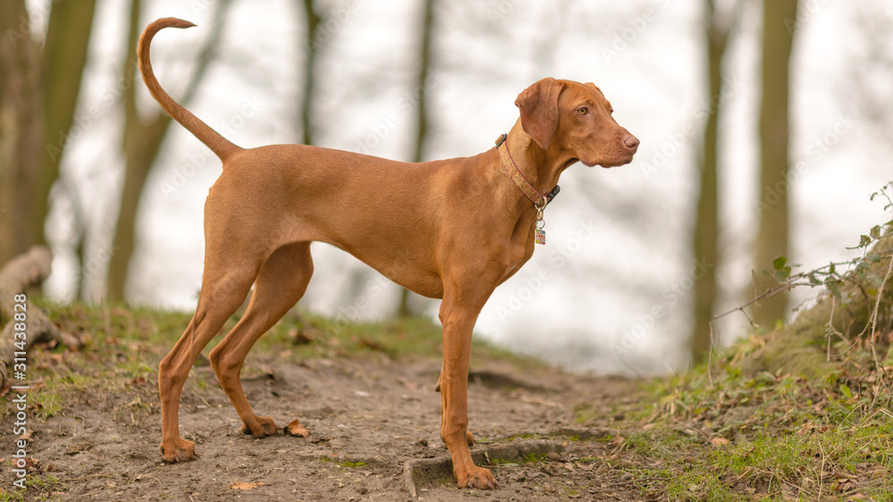 Hungarian Vizsla walking in the woods Hungarian Vizsla walking in the woods