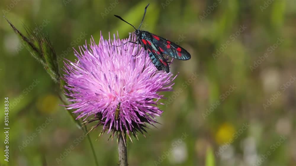 Zygaena lavandulae on a Thistle. Souther france, Occitanie. Zygaena lavandulae on a Thistle. Souther france, Occitanie.
