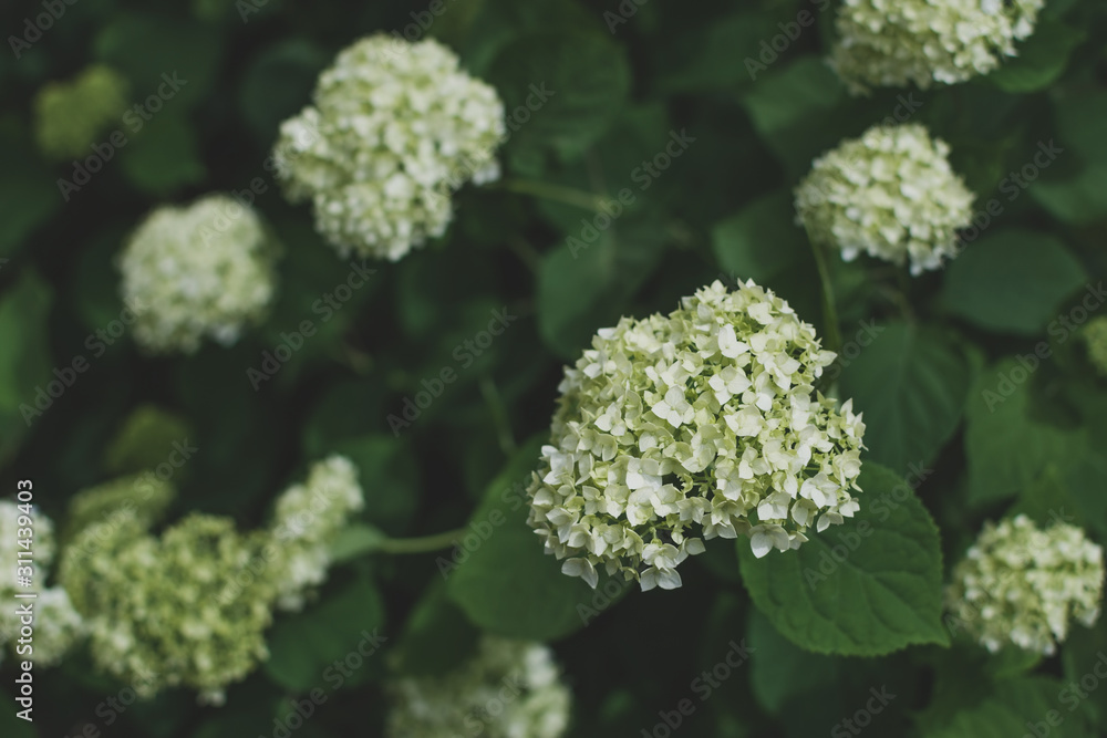 Hortensia (hydrangea) flowers in the garden. Top view, toned Hortensia (hydrangea) flowers in the garden. Top view, toned