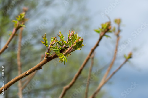 Branch of a tree with young green leaves on sky background in early spring
