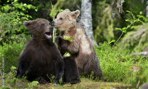 Brown Bear Cubs playfully fighting in the forest. Scientific name: Ursus Arctos Arctos. Natural habitat.