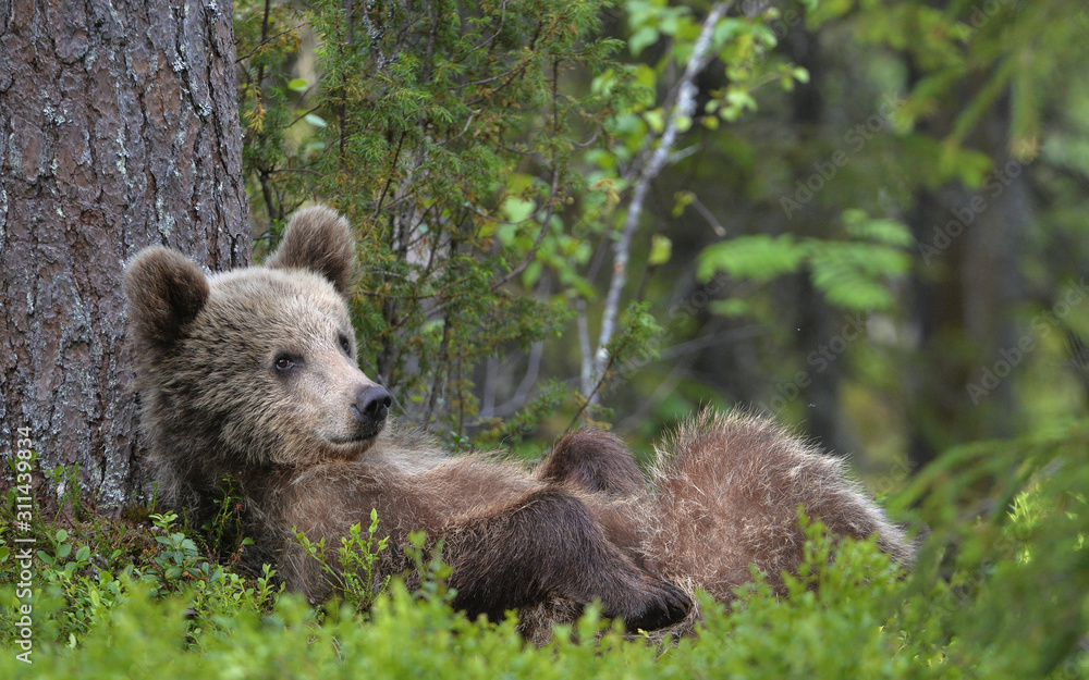 Fototapeta premium Cub of Brown Bear lying on his back with his paws raised in the green grass in the summer forest. Green pine forest natural background, Scientific name: Ursus arctos.