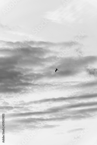 bird in flight © Eli de Souza