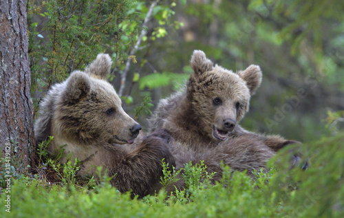Cubs of Brown Bear in the summer forest. Natural habitat. Scientific name: Ursus arctos.
