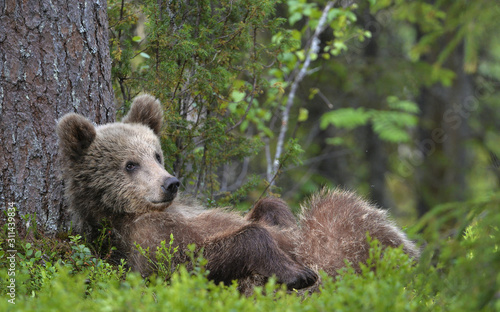 Cub of Brown Bear lying on his back with his paws raised in the green grass in the summer forest. Green pine forest natural background, Scientific name: Ursus arctos.