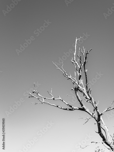 branches of tree © Eli de Souza