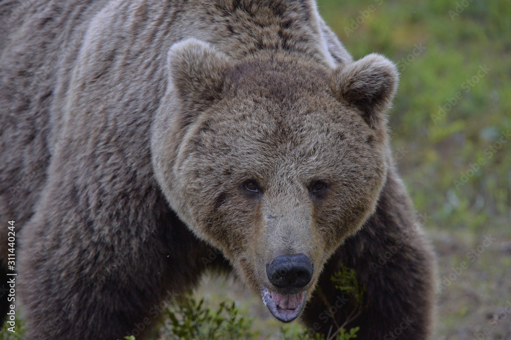 Big Adult Male of Brown bear in the summer forest.  Front view, close up. Scientific name: Ursus arctos. Natural habitat.