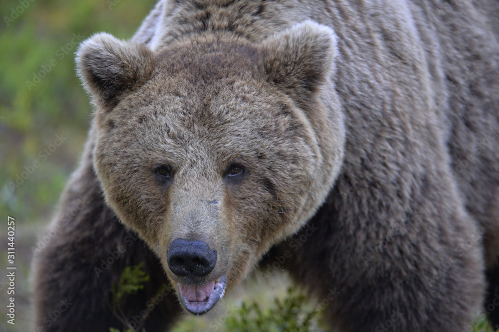 Big Adult Male of Brown bear in the summer forest.  Front view, close up. Scientific name: Ursus arctos. Natural habitat.