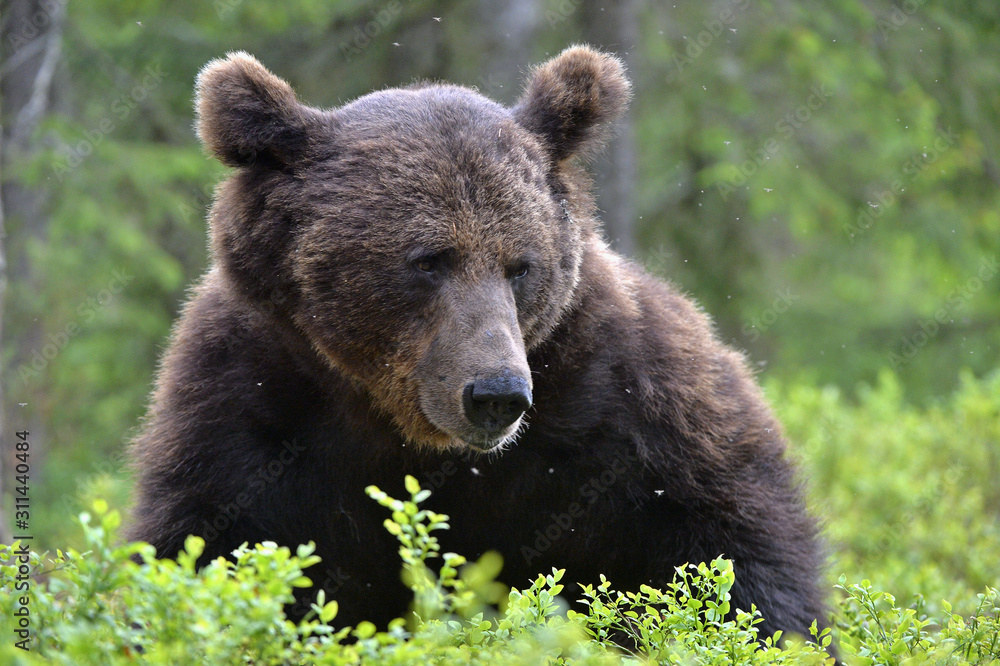 Adult Brown bear lies in the pine forest. Big brown bear male. Close up portrait. Scientific name: Ursus arctos. Natural habitat.
