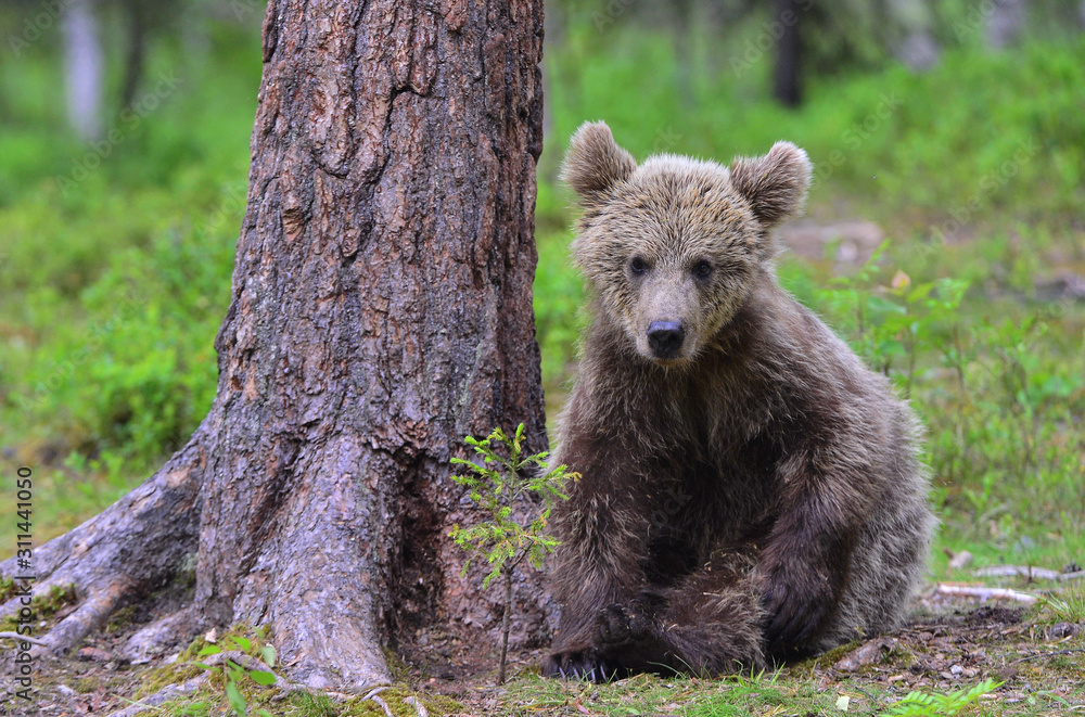Fototapeta premium Little bear sits under a pine tree. Cub of Brown Bear in the summer forest. Natural habitat. Scientific name: Ursus arctos.