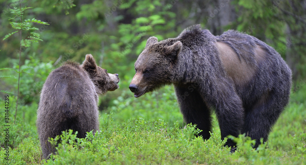 Brown bears in summer forest.