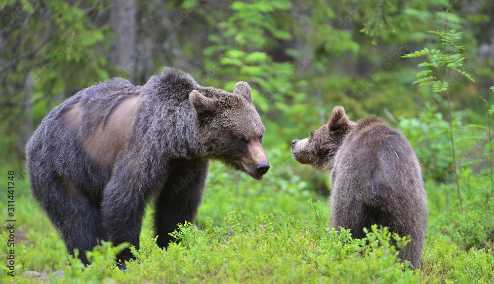 Brown bears in summer forest.