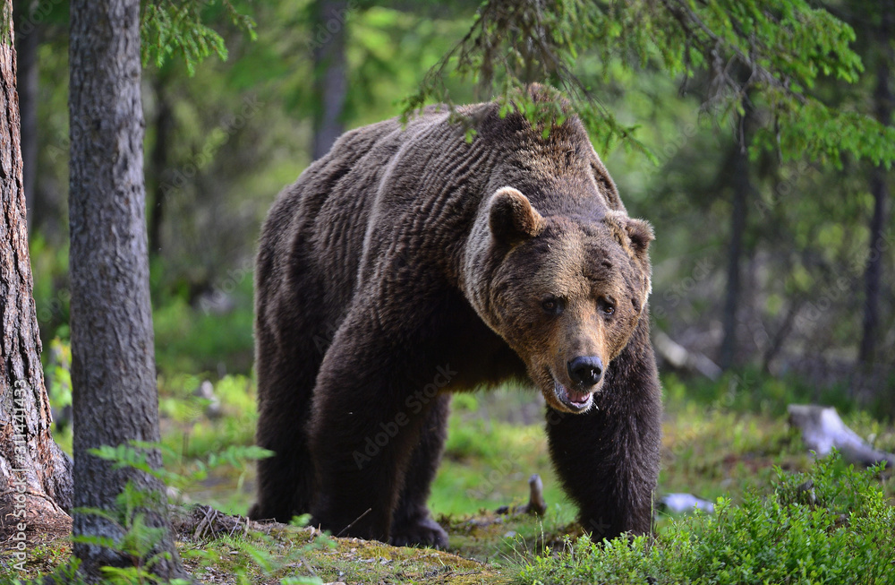 Big Adult Male of Brown bear in the summer forest. Scientific name: Ursus arctos. Natural habitat. Big Adult Male of Brown bear in the summer forest. Scientific name: Ursus arctos. Natural habitat.