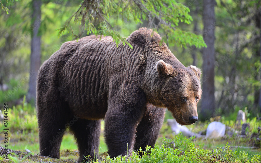 Big Adult Male of Brown bear in the summer forest. Scientific name: Ursus arctos. Natural habitat.