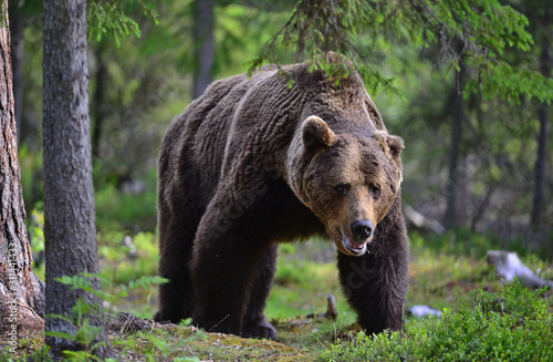 Big Adult Male of Brown bear in the summer forest. Scientific name: Ursus arctos. Natural habitat. © Uryadnikov Sergey