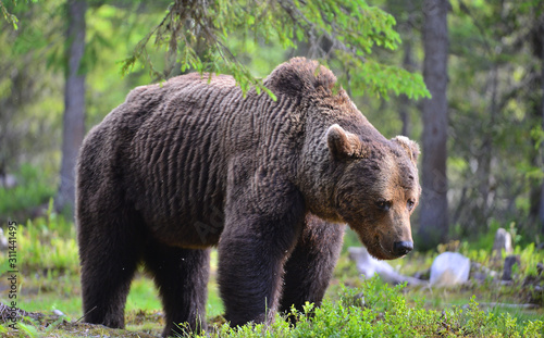Big Adult Male of Brown bear in the summer forest. Scientific name: Ursus arctos. Natural habitat.