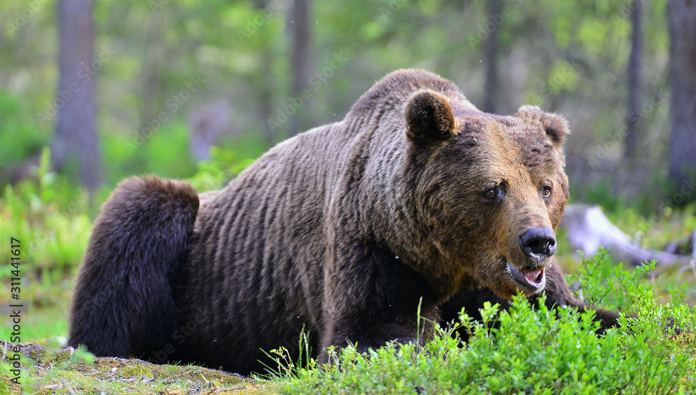 Adult Brown bear lies in the pine forest. Big brown bear male. Close up portrait. Scientific name: Ursus arctos. Natural habitat.