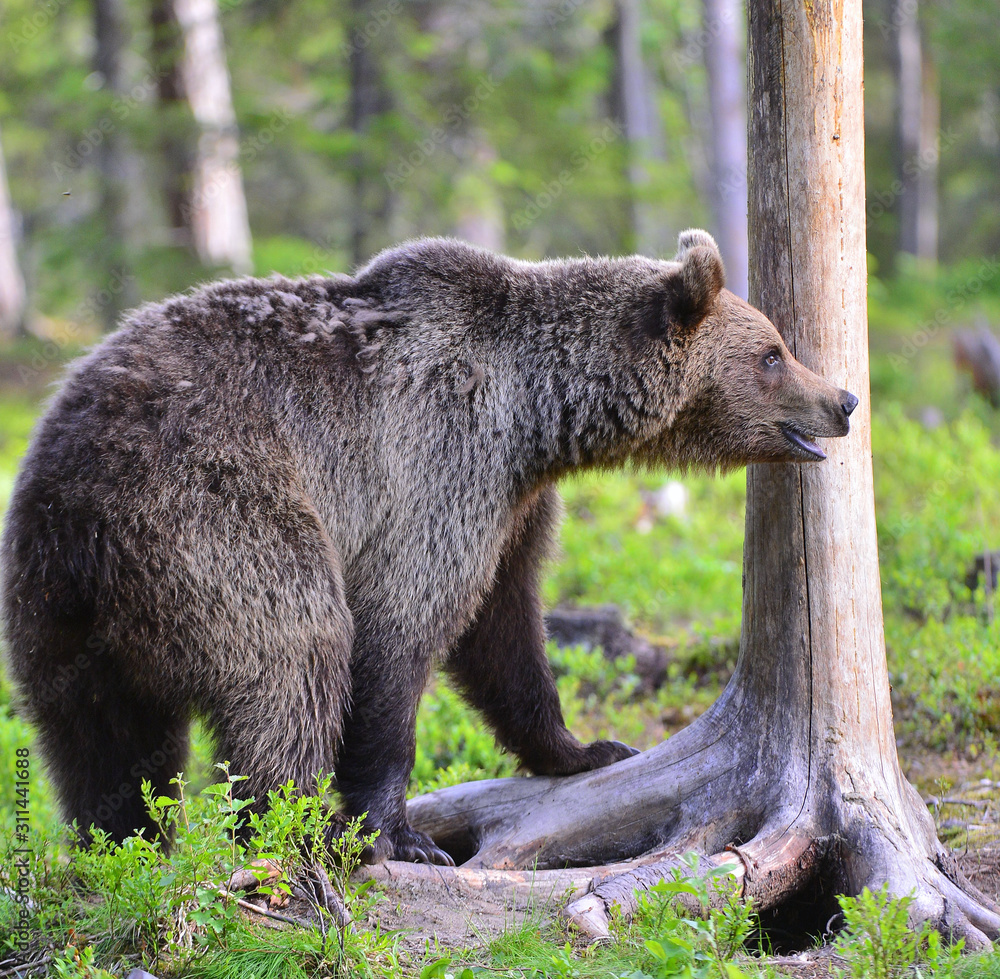 Obraz premium Brown bear in the summer forest. Close up portrait. Scientific name: Ursus arctos. Natural habitat.