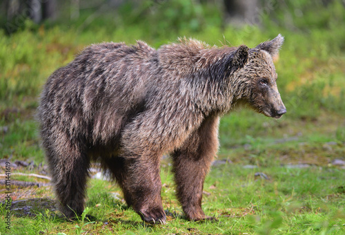 Big Adult Male of Brown bear in the summer forest. Scientific name: Ursus arctos. Natural habitat.