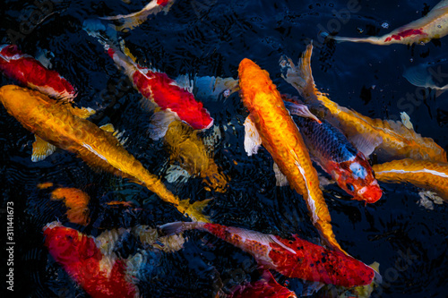 Japan Koi fish swimming in a water garden,fancy carp fish,koi fishes,Koi Fish swim in pond.Isolate background is black.Fancy Carp or Koi Fish are red,orange photo