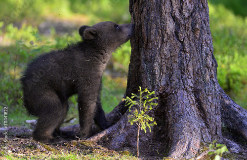 Bear cub sniffs the tree. Bear Cub of Brown bear in the summer forest. Scientific name: Ursus Arctos Arctos.