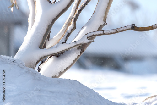 Close up of the branches of a snow covered Gum tree at Smiggin Holes ski resort, Kosciuszko National Park, NSW Australia.