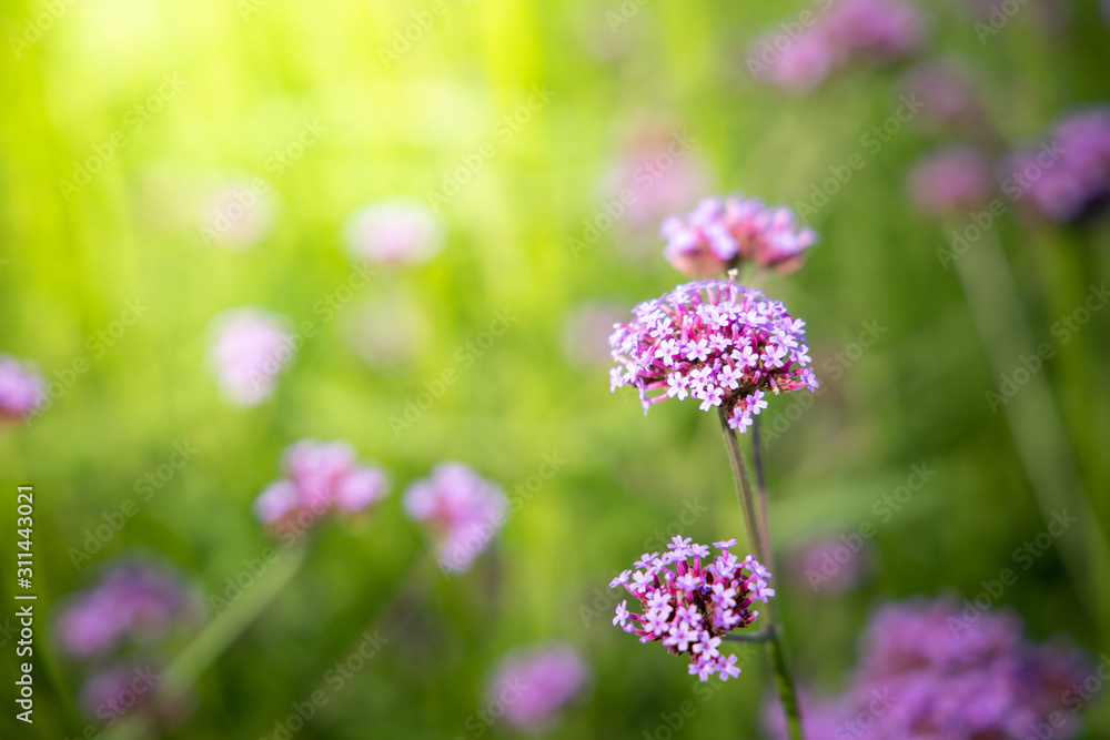 The background image of the colorful flowers The background image of the colorful flowers