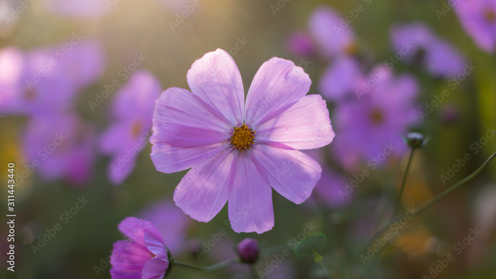 Sunlit Cosmos in an English garden Sunlit Cosmos in an English garden