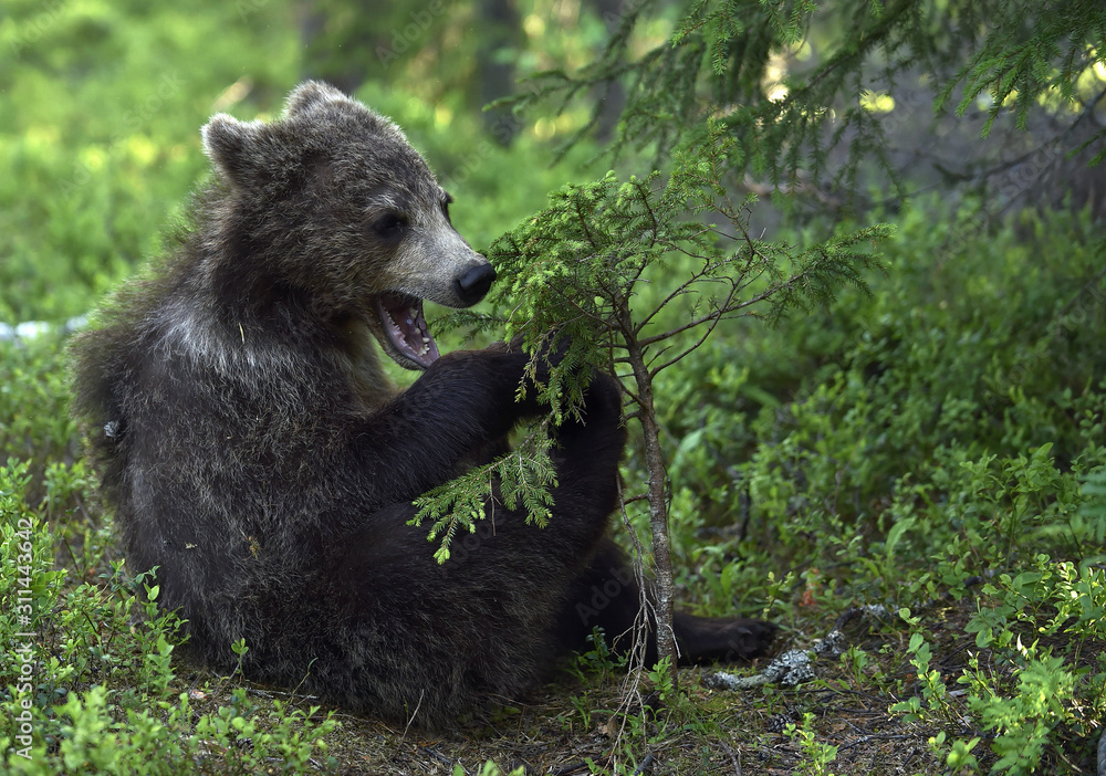 Fototapeta premium Cub of Brown Bear in the summer forest. Natural habitat. Scientific name: Ursus arctos.