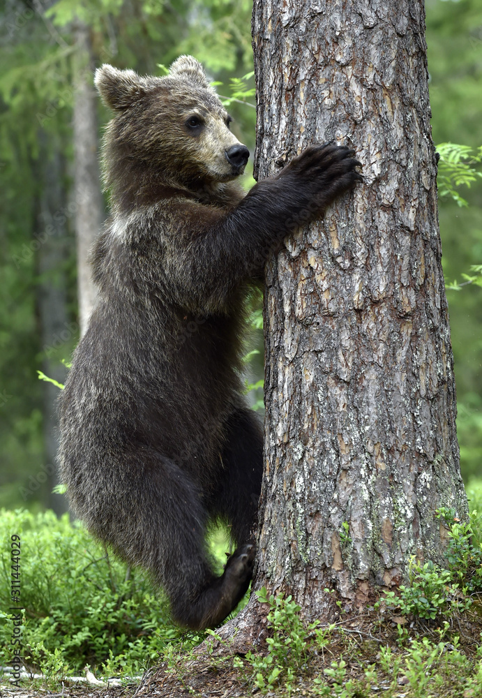 Naklejka premium Bear cub, climbing on the tree in the summer forest. Scientific name: Ursus arctos. Natural habitat. Summer season.