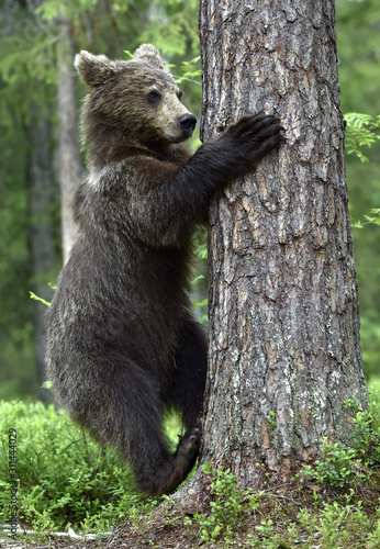 Bear cub, climbing on the tree in the summer forest. Scientific name: Ursus arctos. Natural habitat. Summer season.